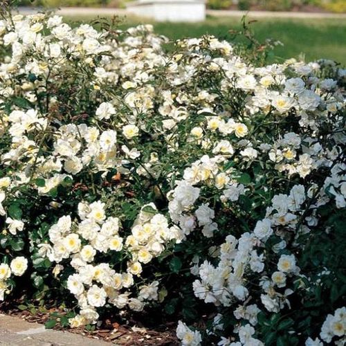 Fehér - Csokros virágú - magastörzsű rózsafa- bokros koronaforma